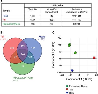 High Resolution Proteomic Analysis of Subcellular Fractionated Boar Spermatozoa Provides Comprehensive Insights Into Perinuclear Theca-Residing Proteins